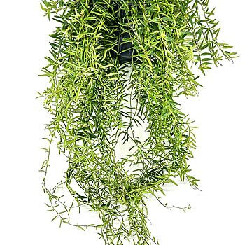 Vibrant hanging plant with cascading green stems and narrow leaves, perfect for indoor decor.