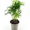 Lush green indoor plant in a stylish gray pot, enhancing home decor with vitality.