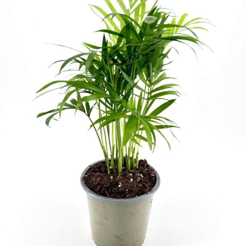 Vibrant Indoor Plant in Grey Pot Lush green indoor plant in a stylish gray pot, enhancing home decor with vitality.