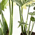 Close-up of lush, variegated indoor plants in terra-cotta pots on white background.