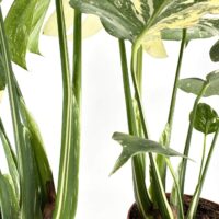 Close-up of lush, variegated indoor plants in terra-cotta pots on white background.