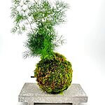 Scottish Handmade Asparagus Fern Kokedama