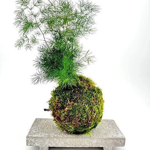 Kokedama plant arrangement featuring lush moss and fronds on a minimalist concrete pedestal.
