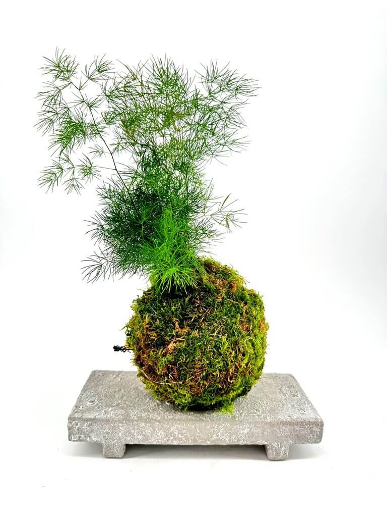 Kokedama plant arrangement featuring lush moss and fronds on a minimalist concrete pedestal.