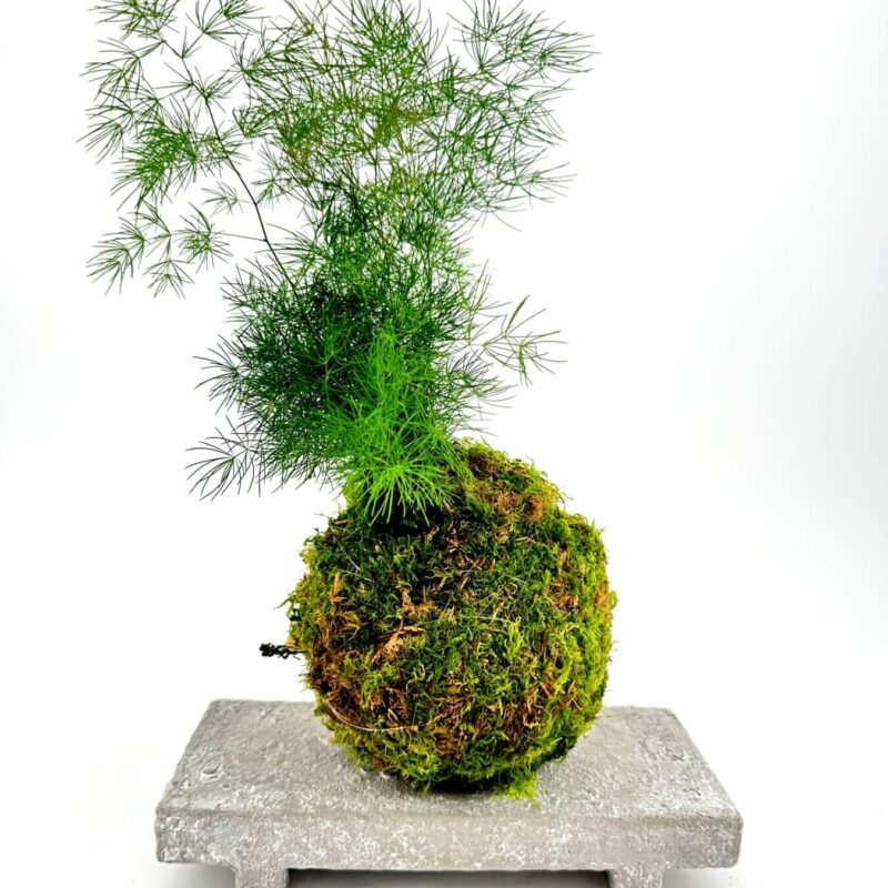 Kokedama plant arrangement featuring lush moss and fronds on a minimalist concrete pedestal.