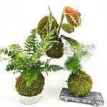 Kokedama DIY Kit - Create Your Own Moss Ball Art
