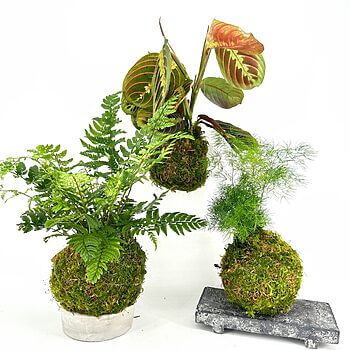 Vibrant kokedama plant arrangements featuring lush greenery on a clean white background.