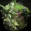 Vibrant miniature terrarium showcasing diverse greenery, ferns, and aquatic elements in harmony.