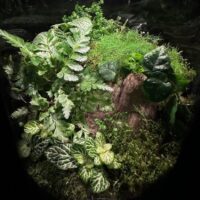 Vibrant miniature terrarium showcasing diverse greenery, ferns, and aquatic elements in harmony.