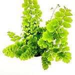 Adiantum Caudatum Maidenhair Fern