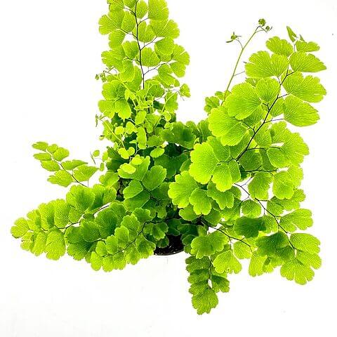 Lush vibrant green fern with intricate fronds against a white background for a refreshing look.