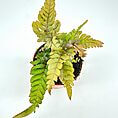 Vibrant green fern in a terracotta pot, showcasing healthy fronds and rich soil.