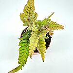 Pteris Quadriaurita Tricolour Fern