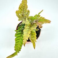 Vibrant green fern in a terracotta pot, showcasing healthy fronds and rich soil.
