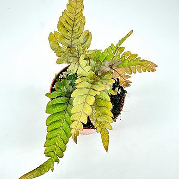 Vibrant green fern in a terracotta pot, showcasing healthy fronds and rich soil.