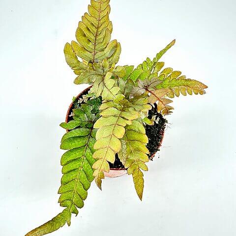 Vibrant green fern in a terracotta pot, showcasing healthy fronds and rich soil.
