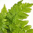 Lush green fern leaves showcasing vibrant colours and intricate textures in a minimalistic background.