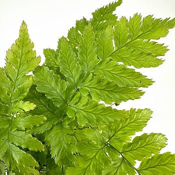 Lush green fern leaves showcasing vibrant colours and intricate textures in a minimalistic background.