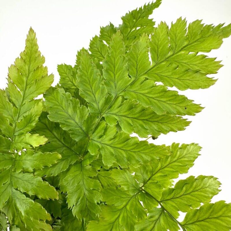 Lush Green Fern Leaves in Natural Harmony Lush green fern leaves showcasing vibrant colours and intricate textures in a minimalistic background.
