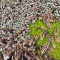 Vibrant forest floor ecosystem featuring ferns, succulents, and natural stones in harmony.