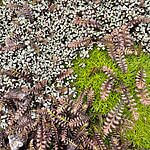 Earth Live Moss Hardy Sun-Tolerant Moss Plant