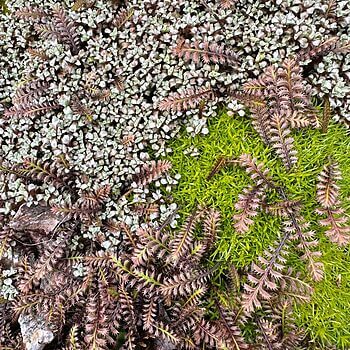 Vibrant forest floor ecosystem featuring ferns, succulents, and natural stones in harmony.