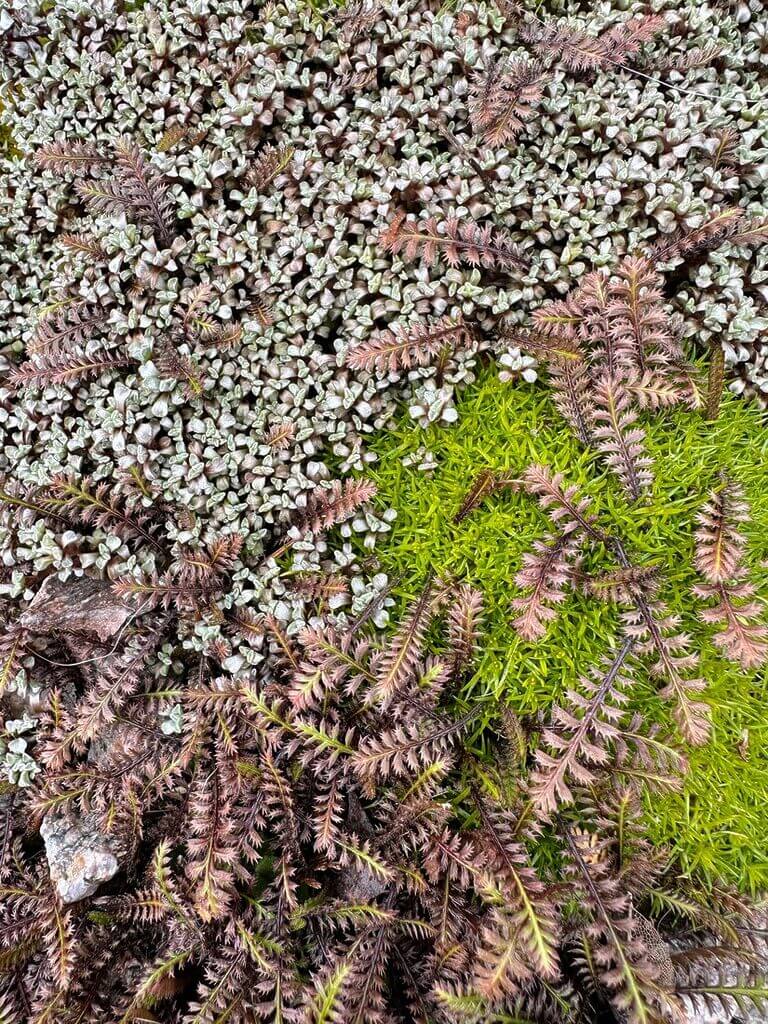 Vibrant forest floor ecosystem featuring ferns, succulents, and natural stones in harmony.