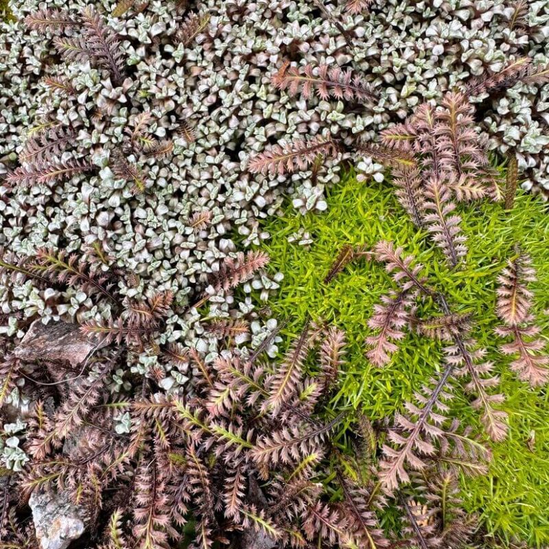 Vibrant forest floor ecosystem featuring ferns, succulents, and natural stones in harmony.