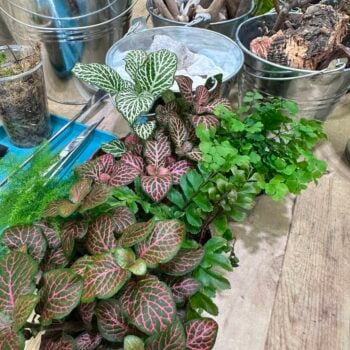 Vibrant gardening display featuring lush plants, metallic buckets, and natural materials on wooden surface.