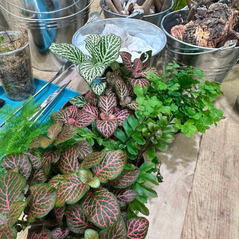 Vibrant gardening display featuring lush plants, metallic buckets, and natural materials on wooden surface.