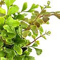 Vibrant green leaves showcasing natures beauty and vitality against a clean white background.