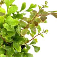 Vibrant green leaves showcasing natures beauty and vitality against a clean white background.