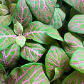 Vibrant green leaves with delicate pink veins, showcasing lush botanical beauty and intricate details.