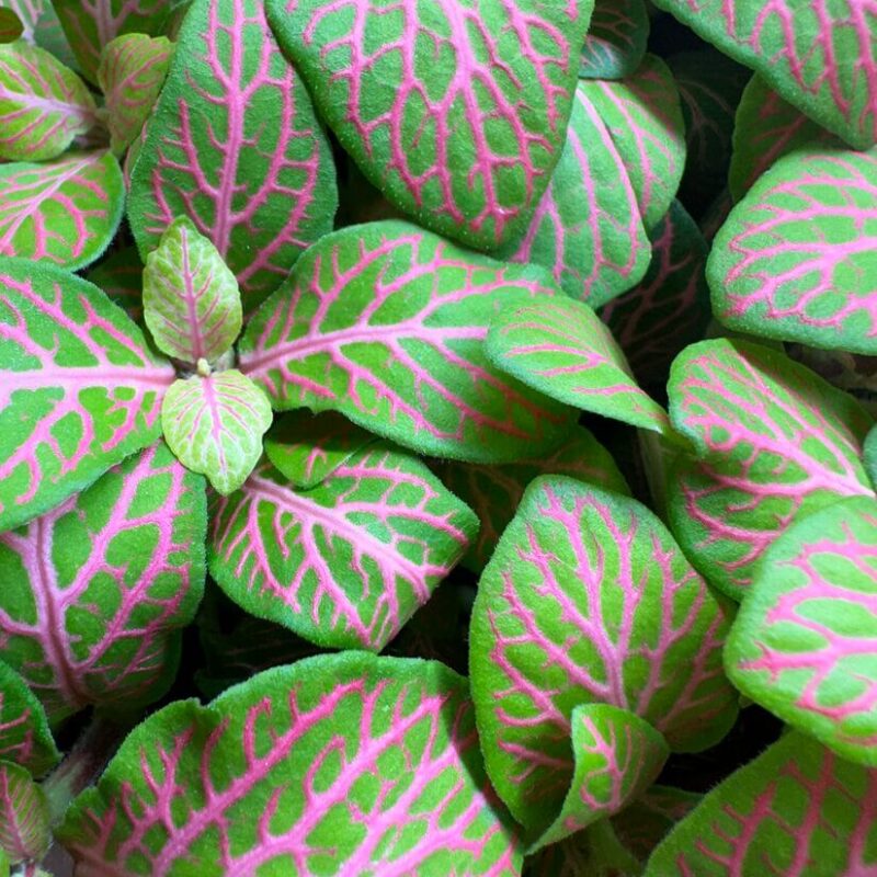 Vibrant Green Leaves with Pink Veins Vibrant green leaves with delicate pink veins, showcasing lush botanical beauty and intricate details.