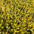 Close-up of vibrant green moss showcasing intricate textures and thriving plant life.