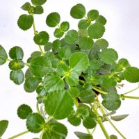 Vibrant houseplant with green leaves, scalloped edges, bushy form, indoor nature enhancement.