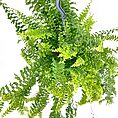 Vibrant green hanging fern in a pot, showcasing healthy fronds and elegant aesthetics.