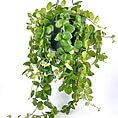 Lush hanging houseplant in a modern black pot, adding vibrant greenery to home decor.