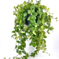 Lush hanging houseplant in a modern black pot, adding vibrant greenery to home decor.