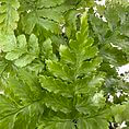 Lush green leaves with varied textures and shapes create a vibrant, tranquil natural scene.