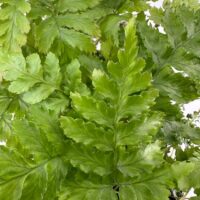 Lush green leaves with varied textures and shapes create a vibrant, tranquil natural scene.