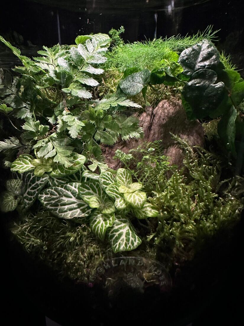 Vibrant mini-ecosystem terrarium showcasing diverse plants, textures, and natural elements in glass.