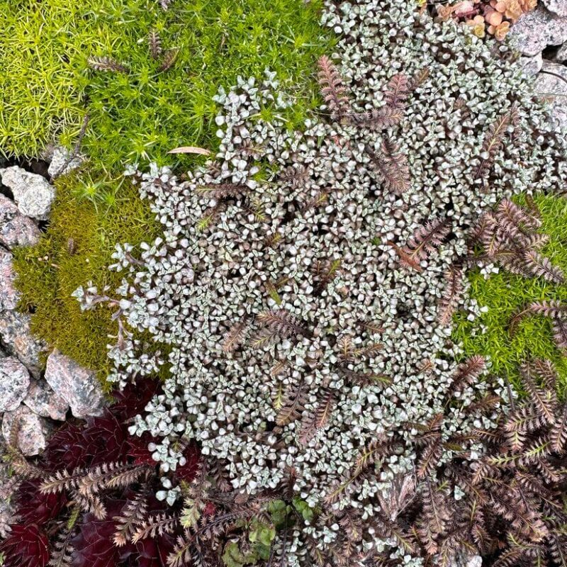 Lush Miniature Landscape of Plants and Rocks Vibrant garden ground cover plants and mosses create a lush, miniature landscape among rocks.