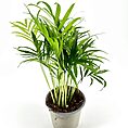Lush green palm plant in a grey pot against a white background, showcasing vibrant foliage.