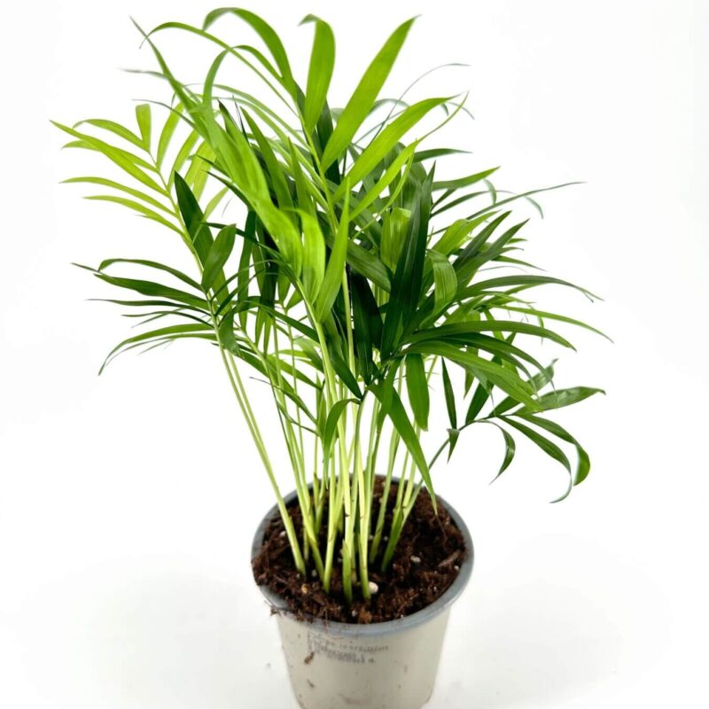 Lush Green Palm Plant in Grey Pot Lush green palm plant in a grey pot against a white background, showcasing vibrant foliage.