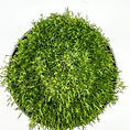 Lush green plant in black pot against a white background, showcasing vibrant indoor greens.