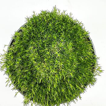 Lush green plant in black pot against a white background, showcasing vibrant indoor greens.