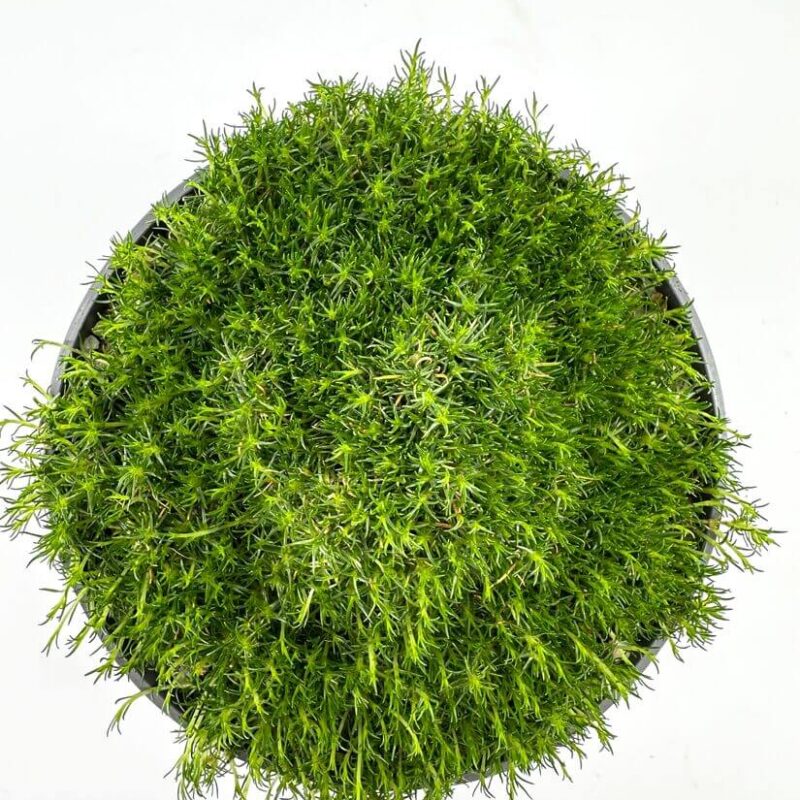 Lush Greenery in Minimalist Black Pot Lush green plant in black pot against a white background, showcasing vibrant indoor greens.