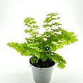 Lush green plant in a gray pot adds vibrancy to any bright space.