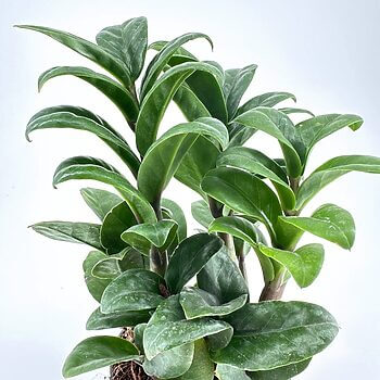 Vibrant, healthy potted plant with lush green leaves in a minimalist setting.